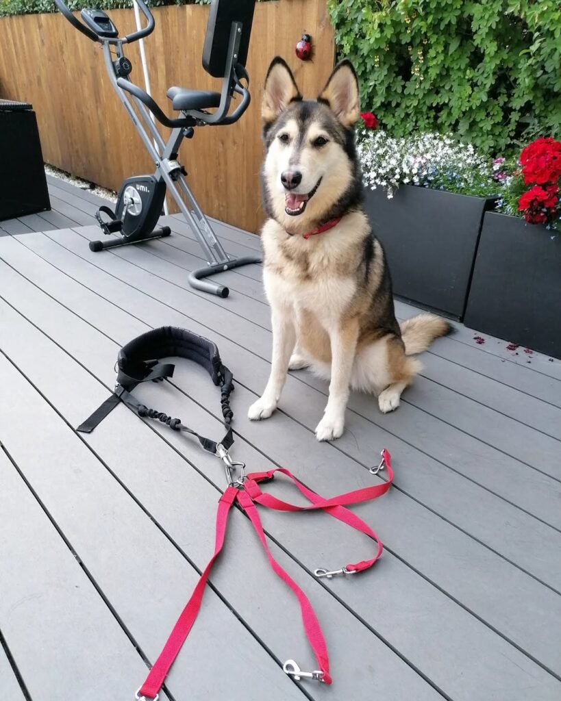 A dog sitting with halti leads attached to a harness